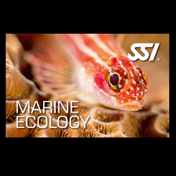 Marine Ecology 